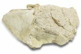 Unprepared, Fossil Oreodont (Merycoidodon) Partial Skull #249289-1